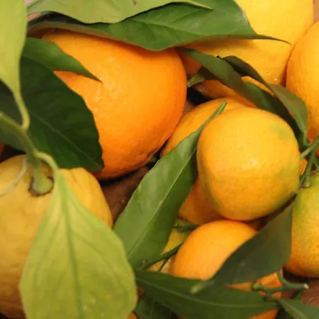 Apollo Couette-café