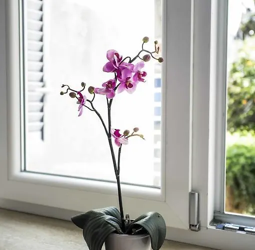 住宿加早餐酒店 阿波罗别墅住宿加早餐旅馆 卡普里