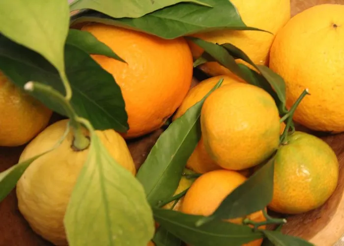 阿波罗别墅住宿加早餐旅馆 住宿加早餐酒店